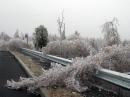 Many trees were bent or broken due to the large amounts of ice that froze on them. [Photo courtesy of Rob Macedo, KD1CY]